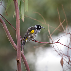 Honey eater bird on a branch searching for food
