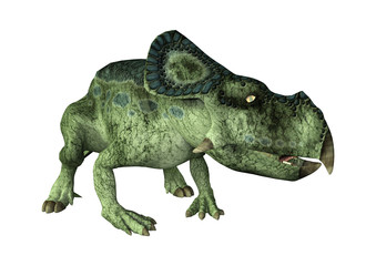 3D Rendering Dinosaur Protoceratops on White