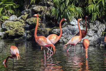 greater flamingo, Phoenicopterus roseu