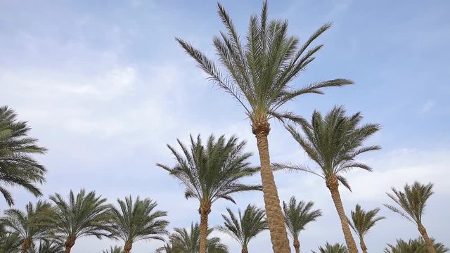Palm trees at sky background, Egypt resort