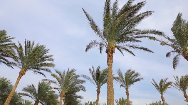 Palm trees at sky background, Egypt resort, panning