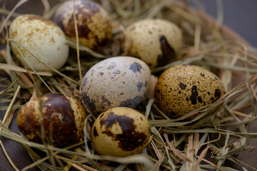 Easter quail eggson background