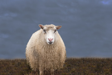 einzelnes Schaf auf der Wiese vor dunklem Himmel