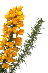 Obraz premium Stechginster (Ulex europaeus) blühender Zweig freigestellt vor weißem Hintergrund