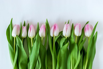 Obraz na płótnie Canvas Creative layout of tulips on white background. Flat lay.