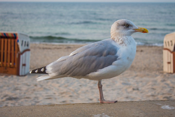 Möwe am Strand vor Strandkörben