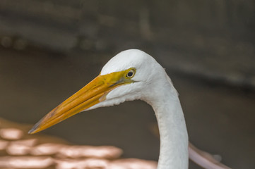 Head of a white heron