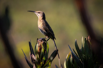 Cape Sugar bird perched on a Protea flower