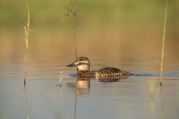  Lake Duck