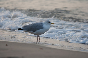 Möwe am Meer mit weißem Meeresschaum