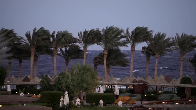 Sharm-El-Sheikh, palm trees in coastline, strong wind at stormy day