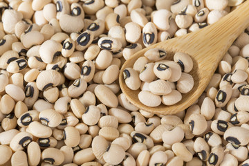 Black eye bean - Vigna unguiculata