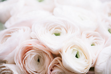 Beautiful tender pink Ranunculus flowers texture, close up view