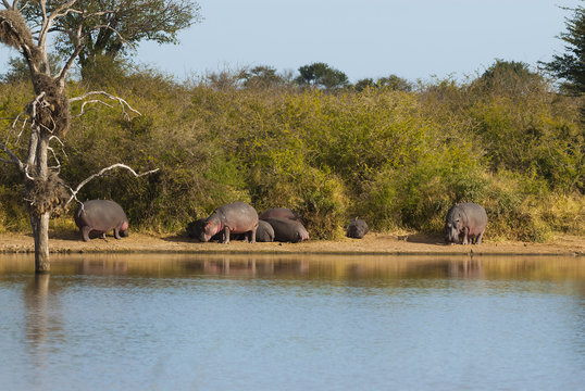 Hippopotamus, Kruger National Park