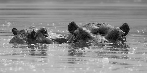 Hippopotamus, Kruger National Park