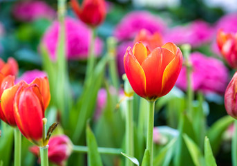 Red tulips in the garden