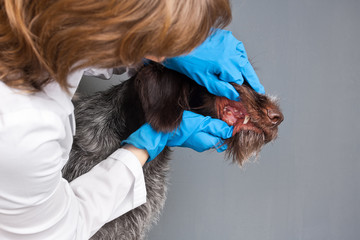 vet checking teeth of dog