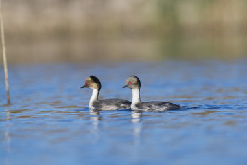 Silvery Grebe, Patagonia, Argentina