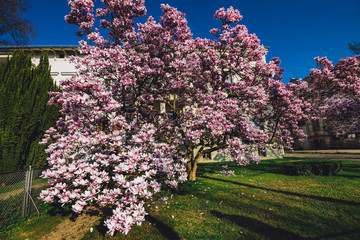 Obraz premium Blossoming oleander in Potsdam, Brandenburg, Germany. Pink bloom flower tree in public park.