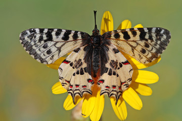 ORMAN FİSTOSU © mylasa