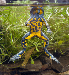 Gelbbauchunke (Bombina variegata) - Yellow-bellied toad 