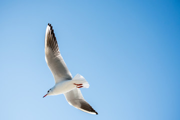 Single seagull flying in blue a sky