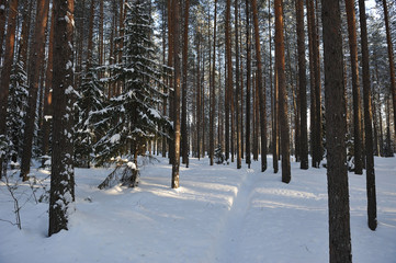 Wintery forest in the lights of evening sun.