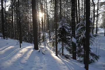 Wintery forest in the lights of evening sun.