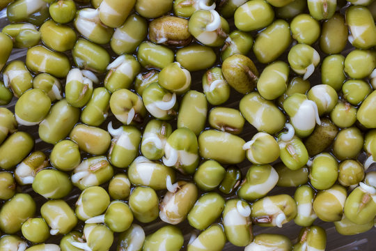 macro shot of germinated mung beans or mush beans, top view