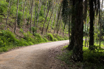 path in the jungle