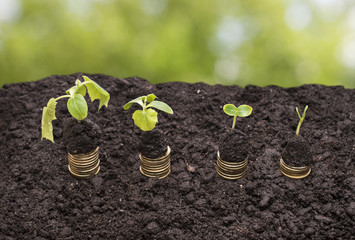 Golden coins in soil with young plant on a green background. Money growth concept