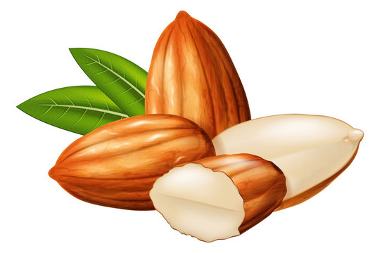 Almond nuts whole and half split with green leaves in the background. Vector illustration.