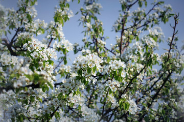 Photo of beautiful plum tree blossom on blue sky. Abstract natural background in springtime