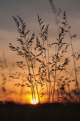 Gräser bei Sonnenaufgang