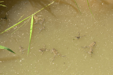 Gelbbauchunken (Bombina variegata) treiben an der Wasseroberfläche - Yellow-bellied toad 