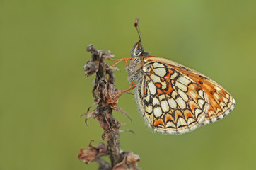 KAFKASYALI AMANNİSA - Melitaea caucasogenita