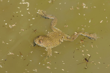 Gelbbauchunke (Bombina variegata) treibt an der Wasseroberfläche - Yellow-bellied toad 