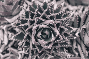 poster: cactuses (closeup).