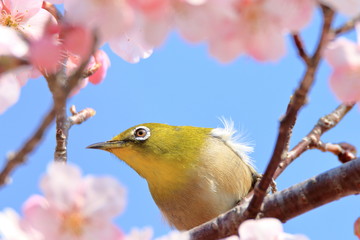 目白とサクラ