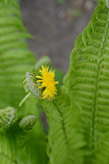 Fern leaf grabbing a dandelion