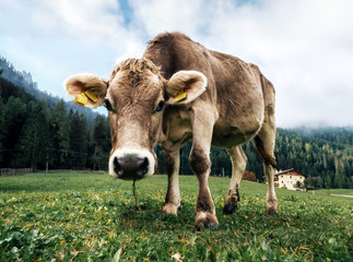 Naklejka na ściany i meble Brown cow grazing in an alpine meadow close up looking the camera in Italy