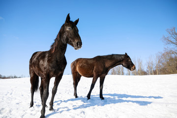 Two cute horses on the snowy meadow in winter