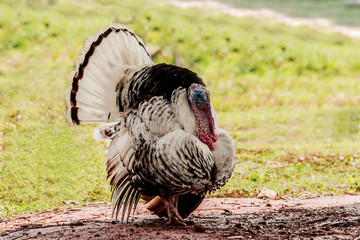 Turkey eating grass in village farm.