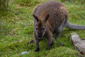 アカクビワラビー（タスマニア島） © carrottomato