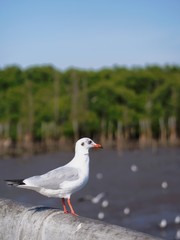Seagulls in mangrove forest reserve bangpoo Thailand