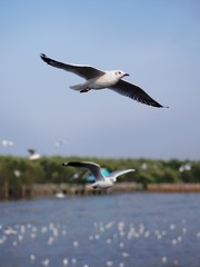 Seagulls in mangrove forest reserve bangpoo Thailand