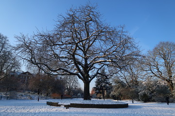 battersea park tree
