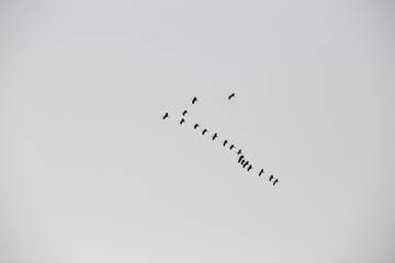 a flock of cranes flies lined with a wedge