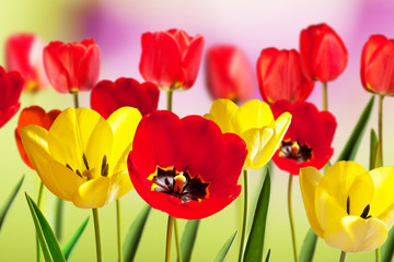 Red and Yellow Tulips in the Springtime