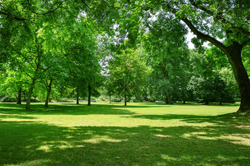Fototapeta na wymiar Beautiful meadow in park